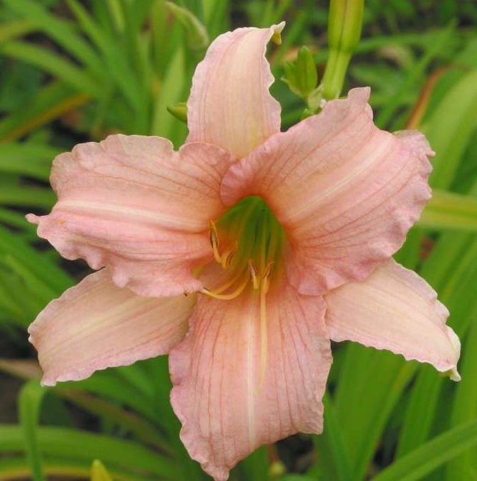 Лилейник Лакшери Лейс v2 Tim 