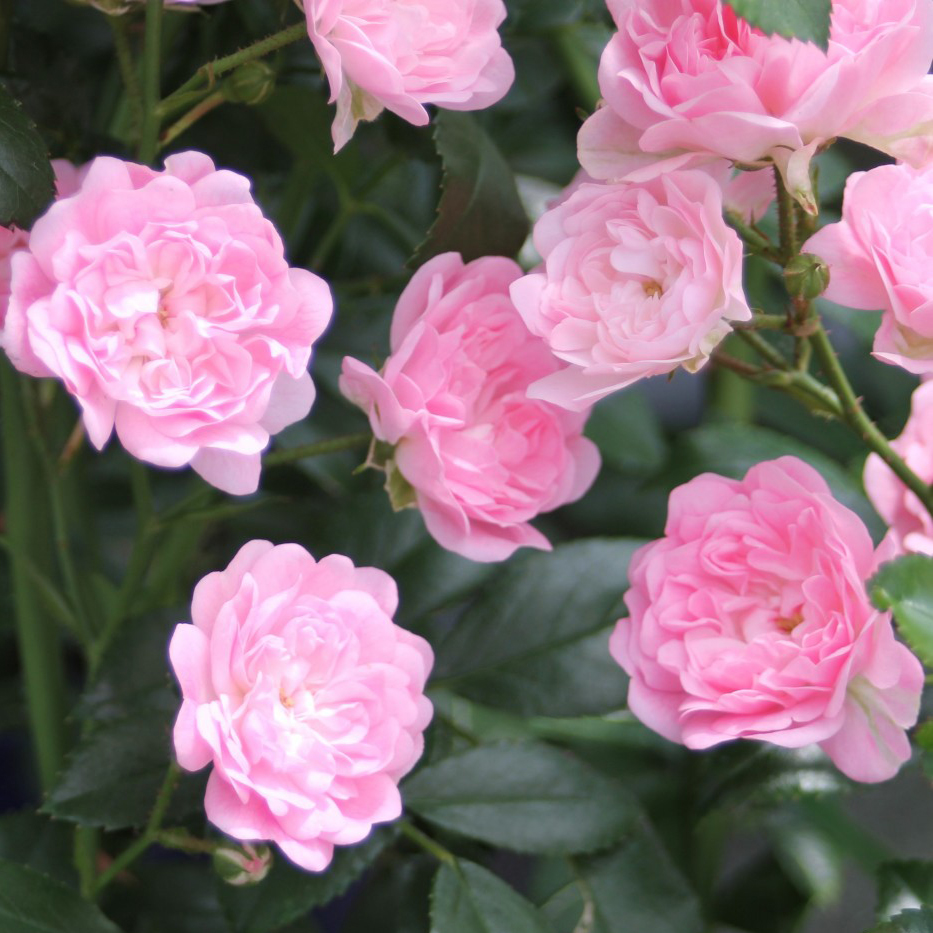 Роза полиантовая ФЕЕРИЕ v7 Fr 