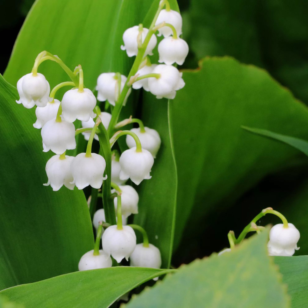 Ландыш майский, Tim 