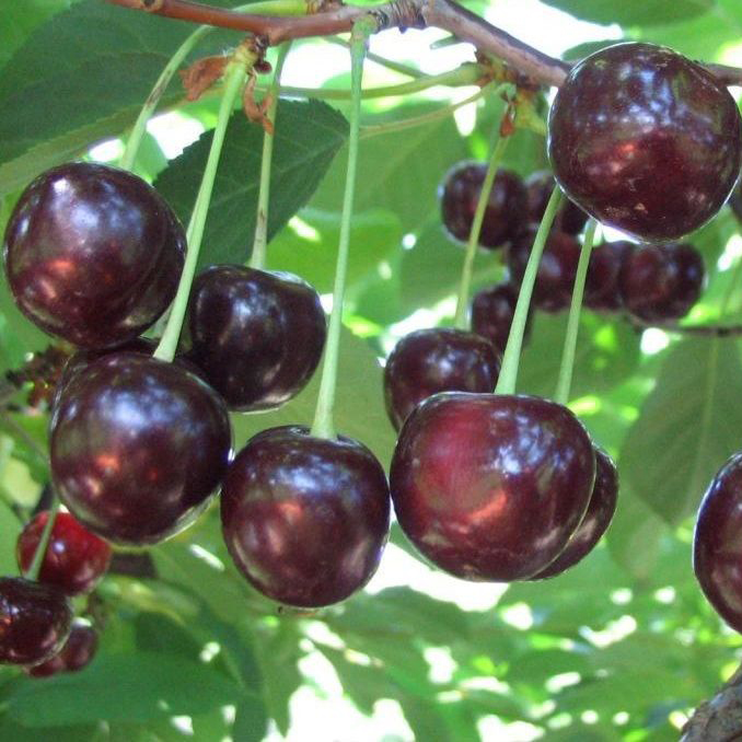 Вишня Владимирская средн v7 80-100 Tim 