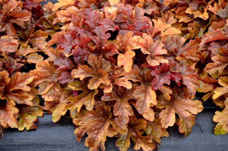 Гейхера гейхерелла Баттерд Рам d12 ХР 