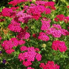 Тысячелистник обыкновенный Цериз квин v2 Tim 