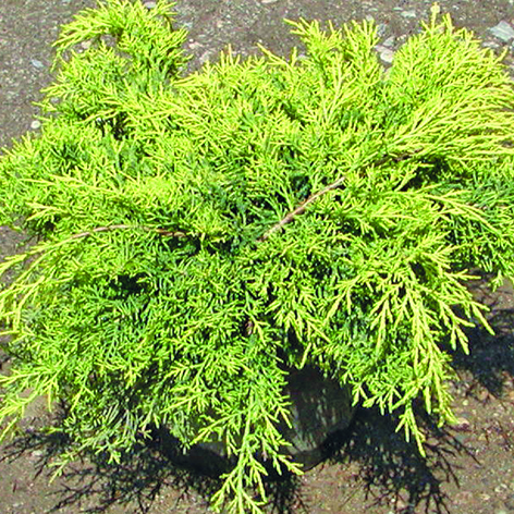 Можжевельник пфитцериана Олд Голд С2, 10-20см BL 