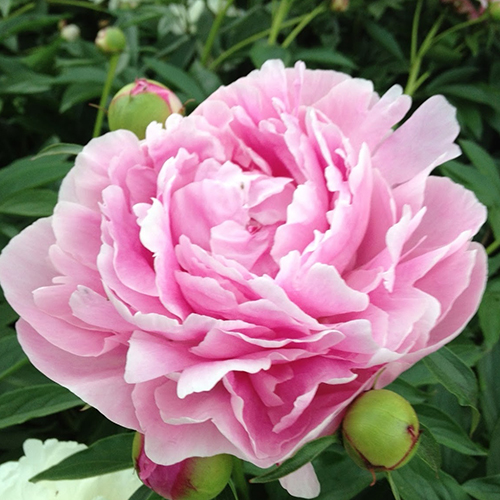 Пион Др. Александр Флеминг v5 Tim 