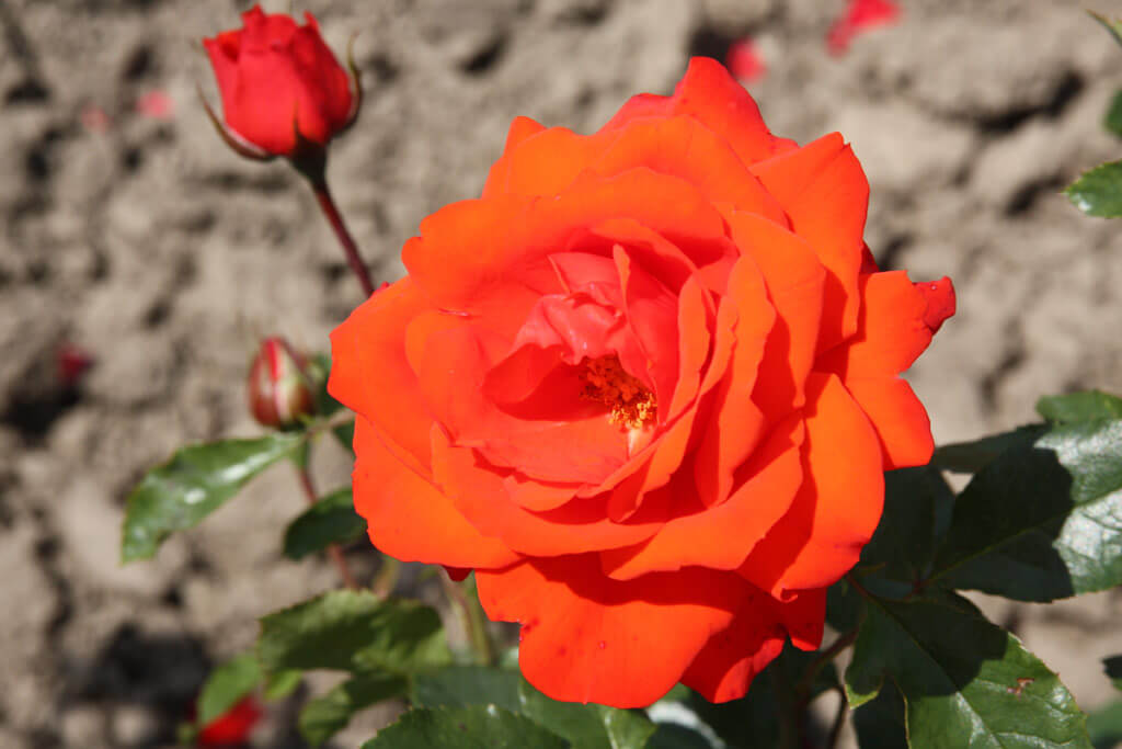 Роза шраб Кордес Бриллиант в коробке AV 