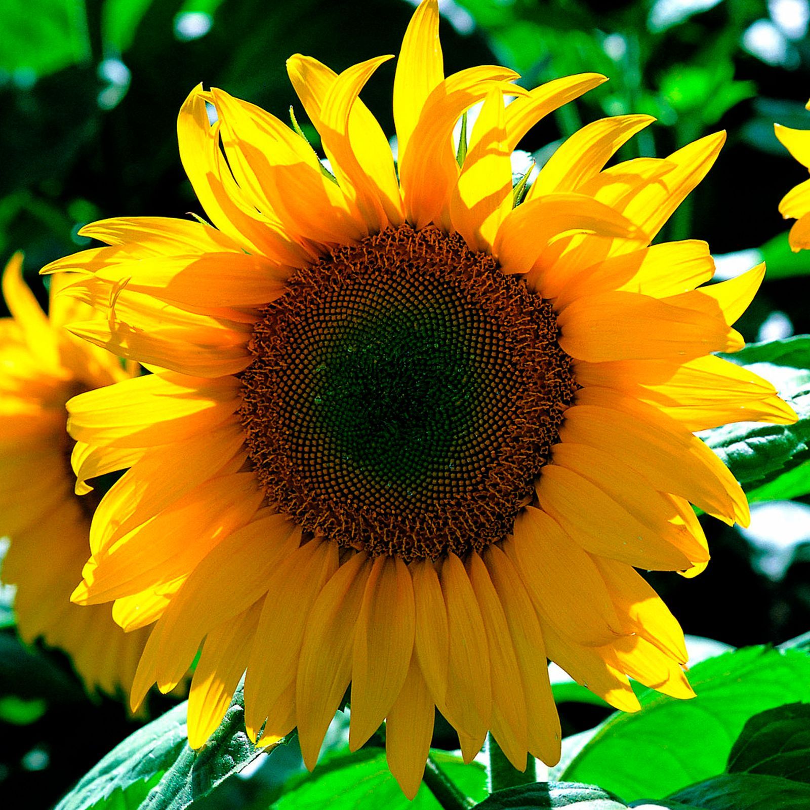 Подсолнечник в ассортименте D12 ЕГ 