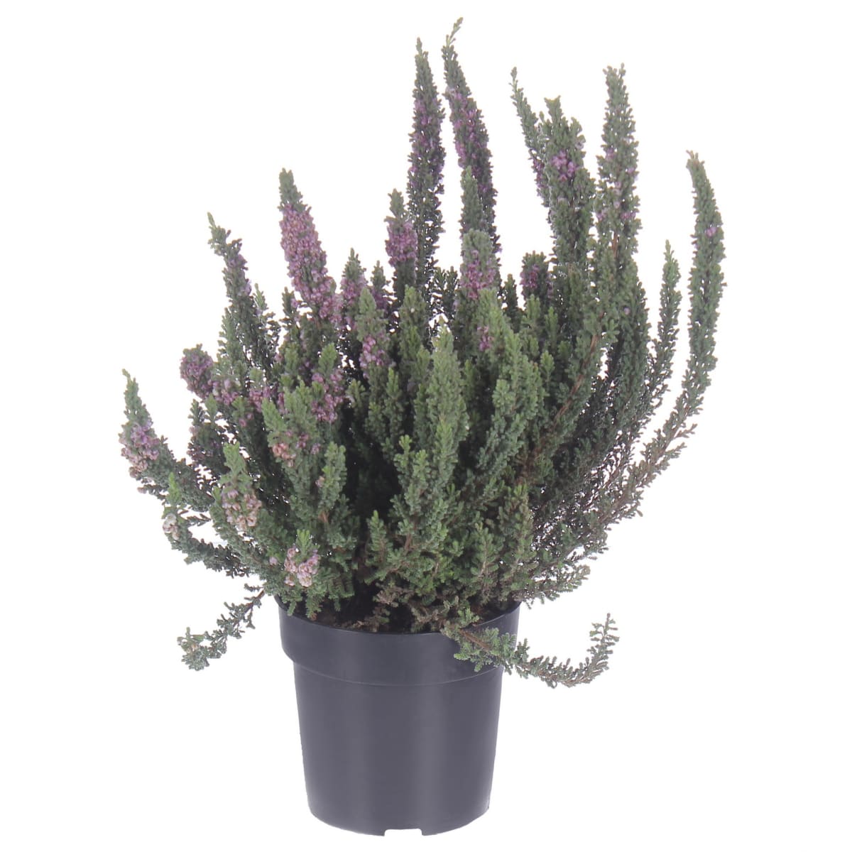 Вереск Ред Сан d11 h20 