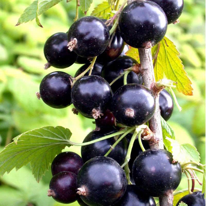 Смородина Пилот, черная v2 Tim 