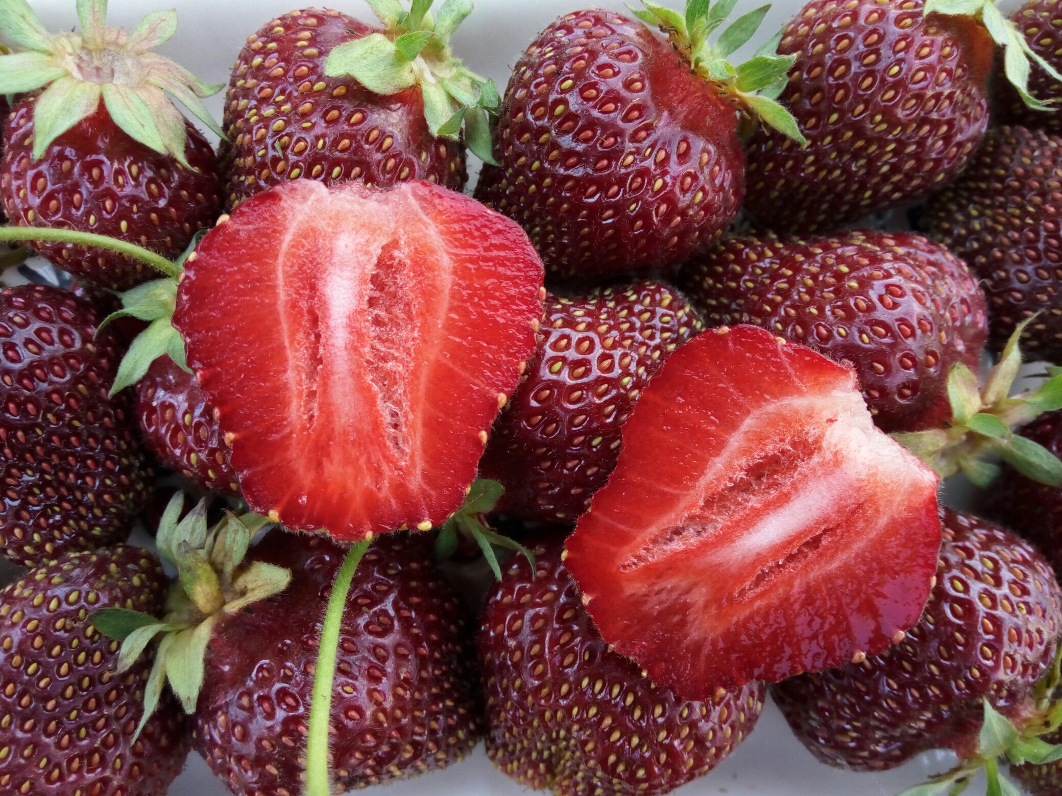 Земляника крупноплодная Фейерверк p9 Tim по цене  Земляника крупноплодная Фейерверк p9 Tim