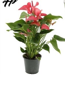 Антуриум Андреанум Романтико d12 h35 