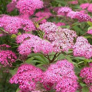 Спирея японская MAGNUM ROSE 'Brolanspi  C5/C7,5, 70-90 UL 