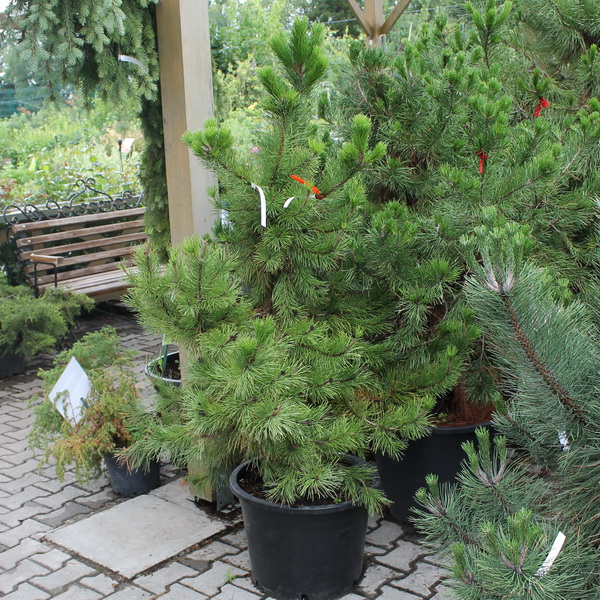 Растение сосна скрученная 100-125см 