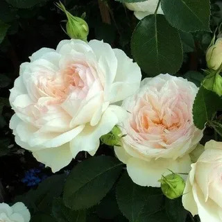 Роза Флорибунда Стефани Баронин цу Гуттенберг в коробке Биосфера 