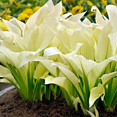 Корневище Хоста гибридная Вайт Фезер 1 шт Поиск 