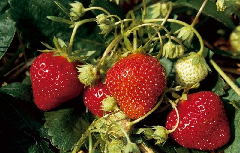 Земляника крупноплодная Мара де Буа d11 Tim 