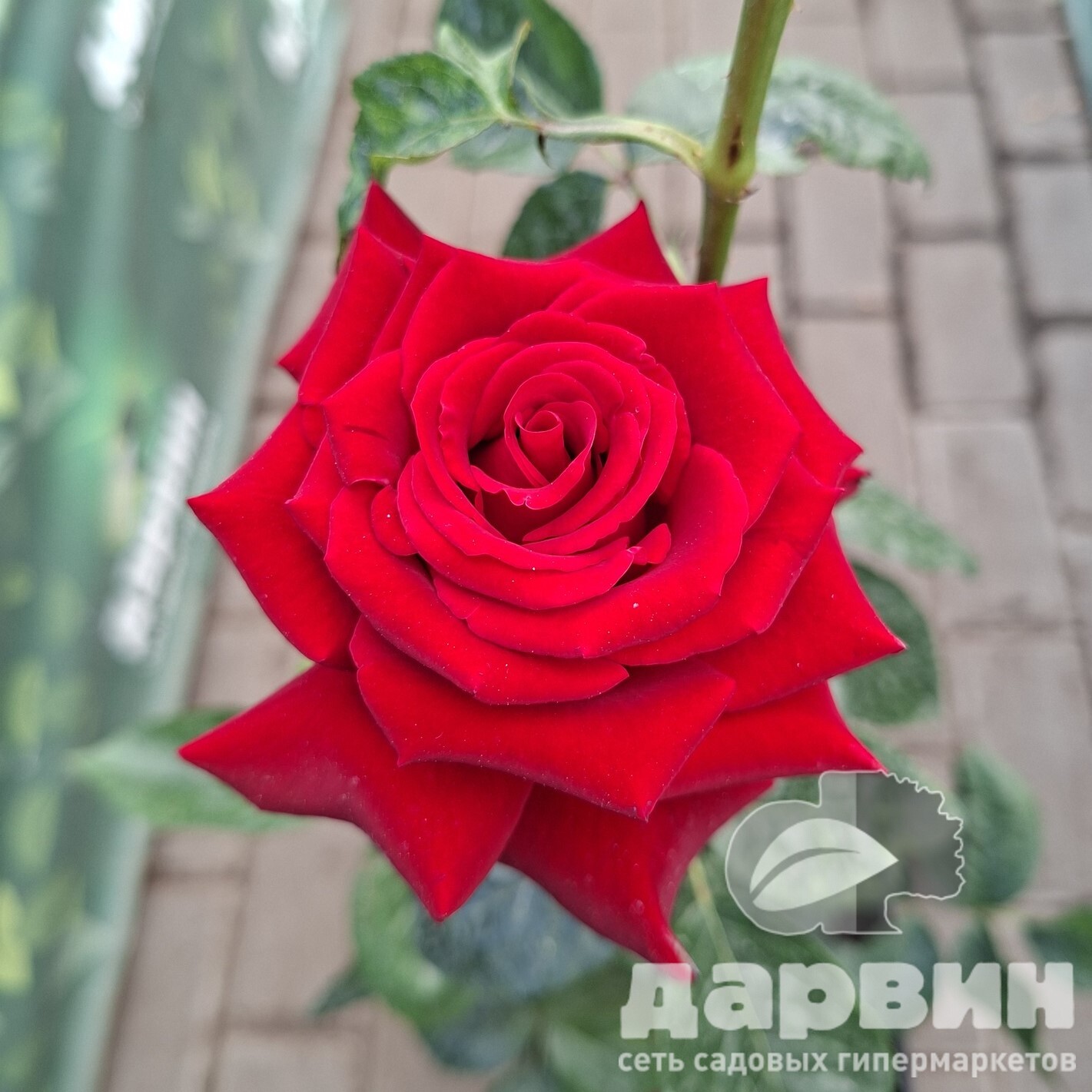 Роза чайно-гибридная Магия (черная) v5 Lav 