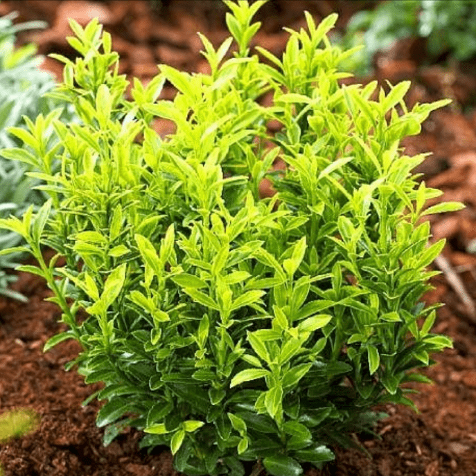 Бересклет японский Микрофилус Ауреавариегата p9 Lav 