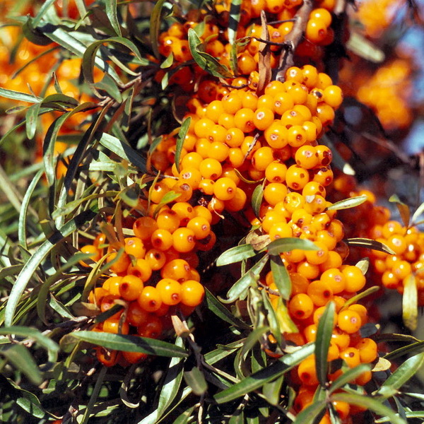 Облепиха Алтайская, 2-х летка 