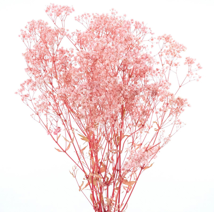 Сухоцветы Гипсофилы набор 120гр 75см, светло-розовый по цене 