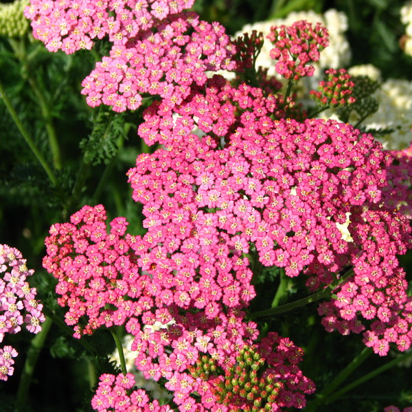 Тысячелистник v1-2 Ег 