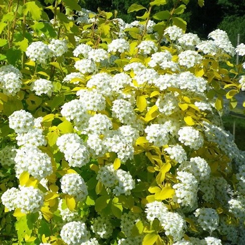 Спирея японская Вайт Голд v2 Tim 