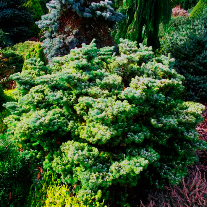 Растение пихта вичи Хеддерготт 20-25 cm met kluit Mt 