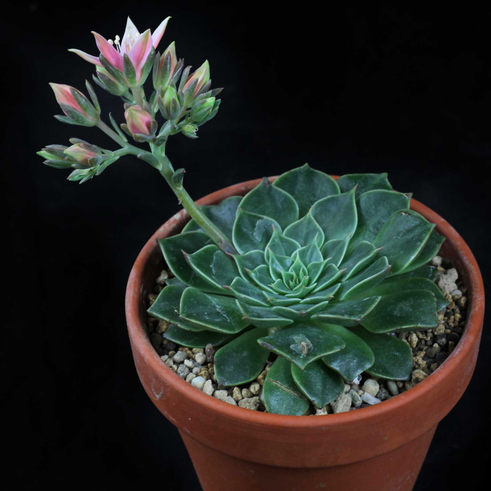 Граптопеталум  d7 