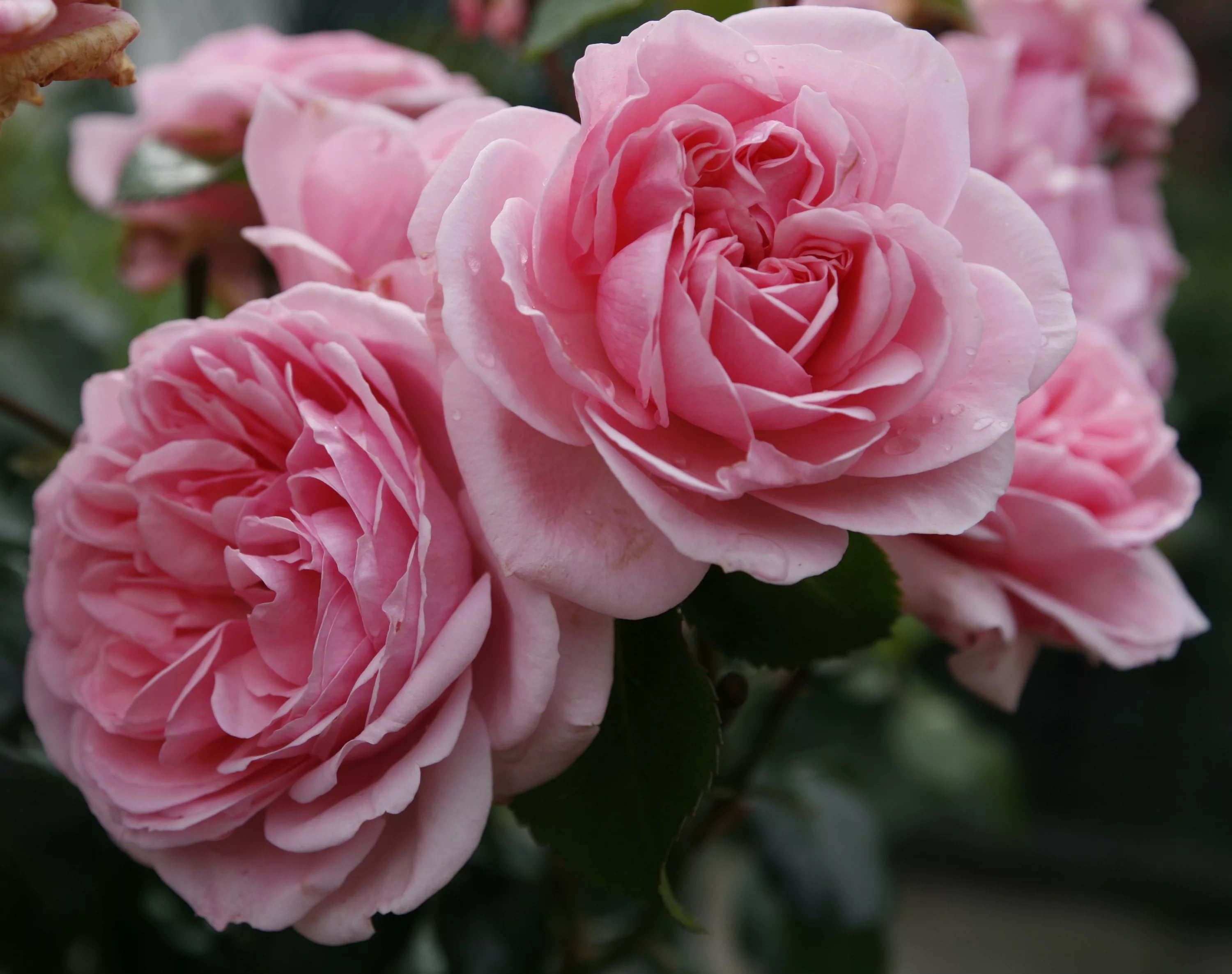 Роза флорибунда Хоум энд Гарден штамб v11 90см Dem 