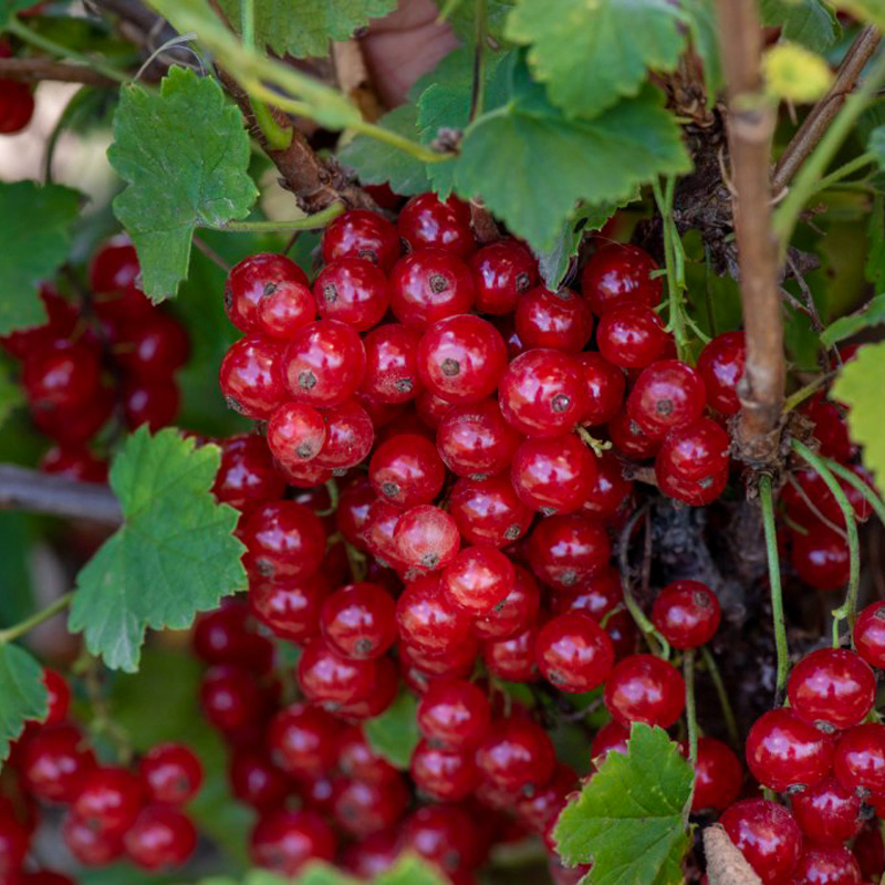 Смородина красная Малышка, v2-3 