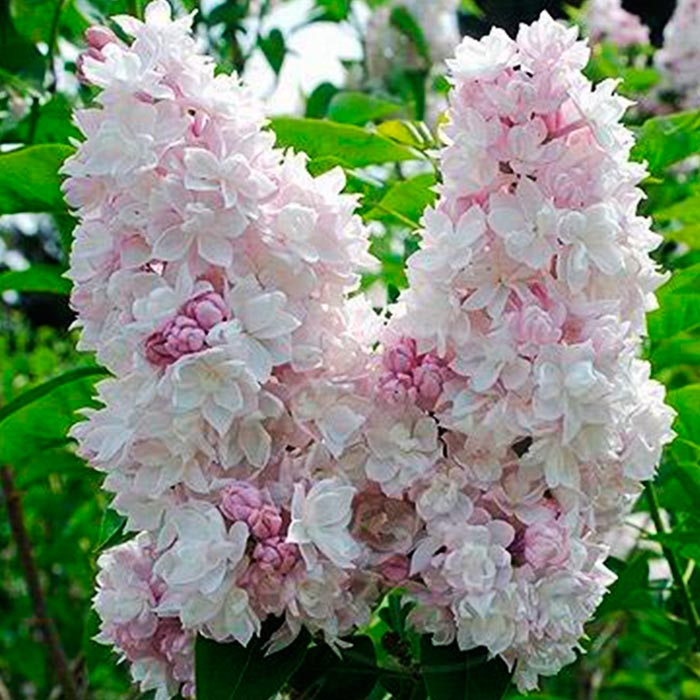 Сирень Красавица Москвы Р23 h50-70 