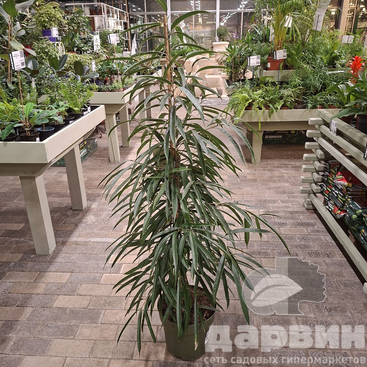 Фикус биннендийка Али d27 h150 