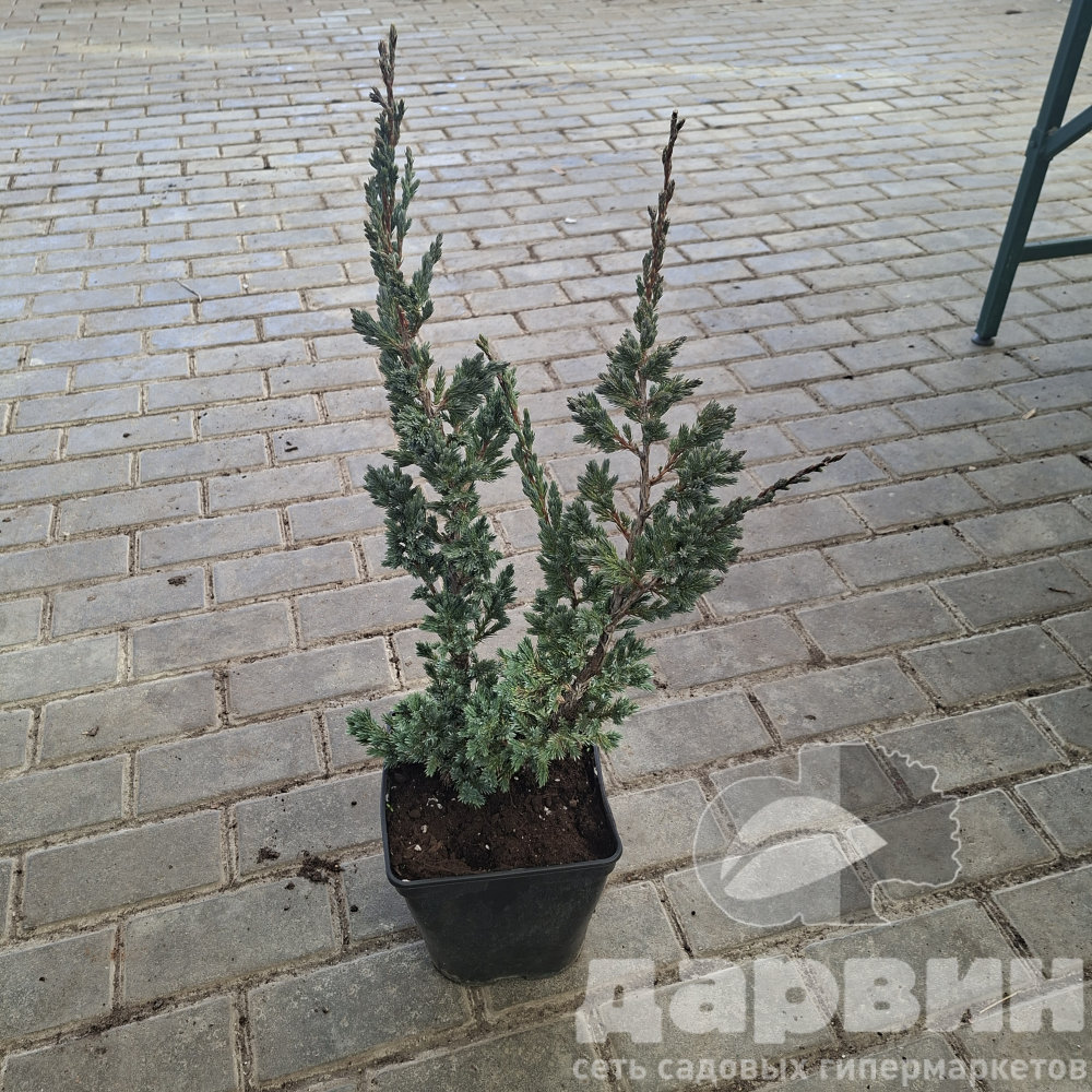 Можжевельник чешуйчатый Блю Карпет v5 Lav 