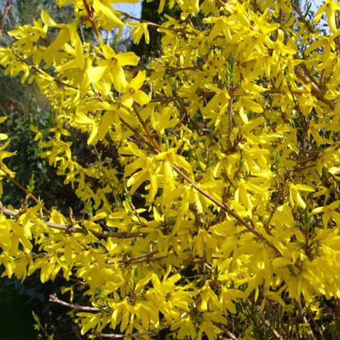 Форзиция Малух с3, 60-70см 