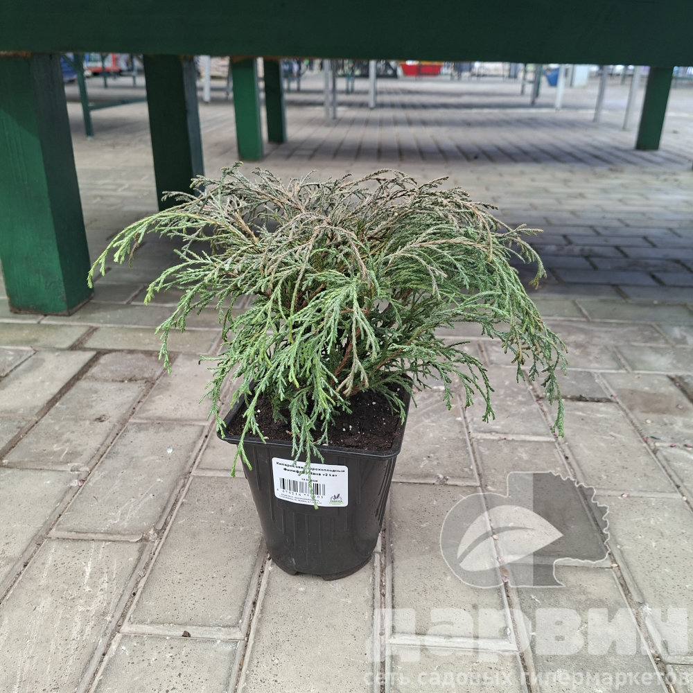 Кипарисовик горохоплодный Филифера Нана v2 Lav 