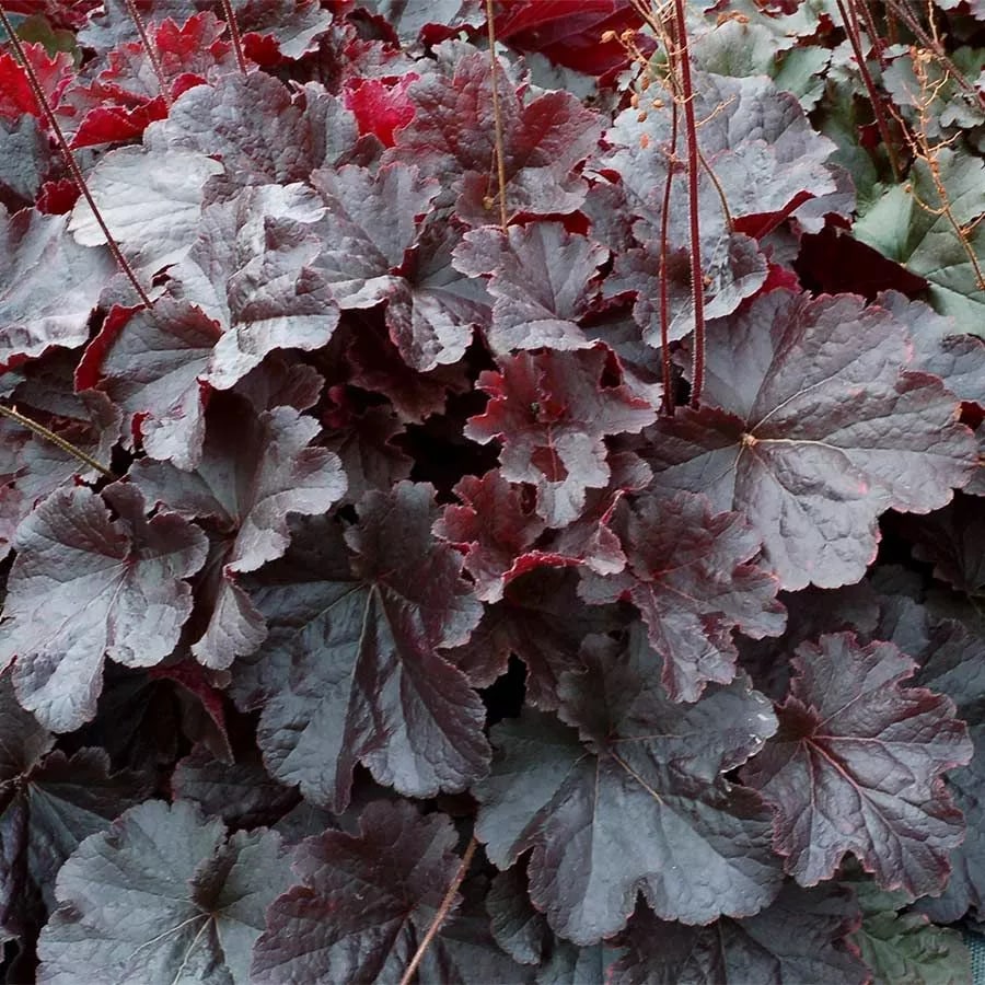 Гейхера Нозерн Экспоуже Блэк d10 Lav 