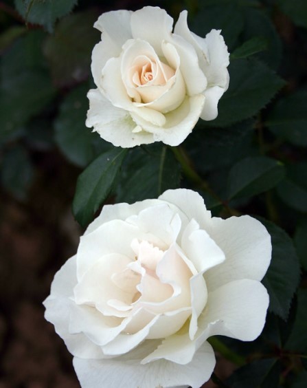 Роза флорибунда Маргарет Меррилл в коробке AV 