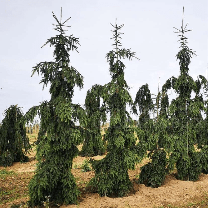 Ель обыкновенная Ротенхаус C7,5 40-60 Bor 