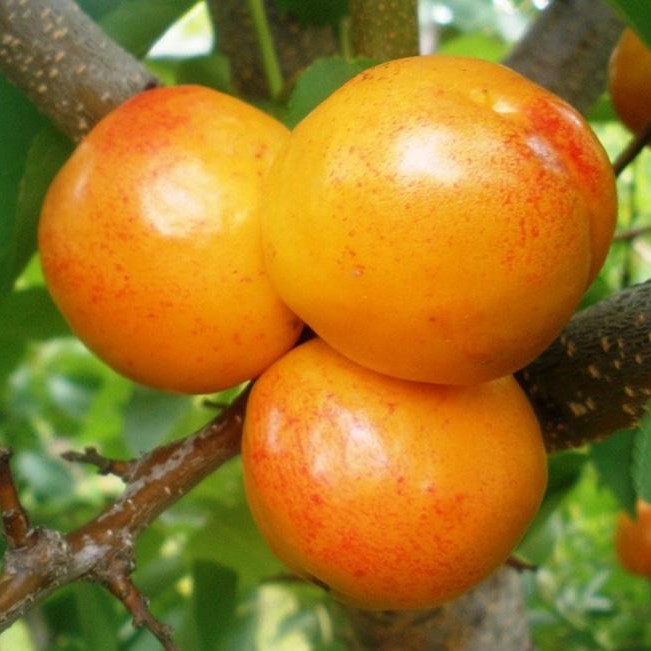 Абрикосово-сливовый Априум v7 100-140 Lav 