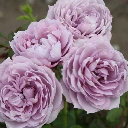 Роза флорибунда Новалис v5 Dem 