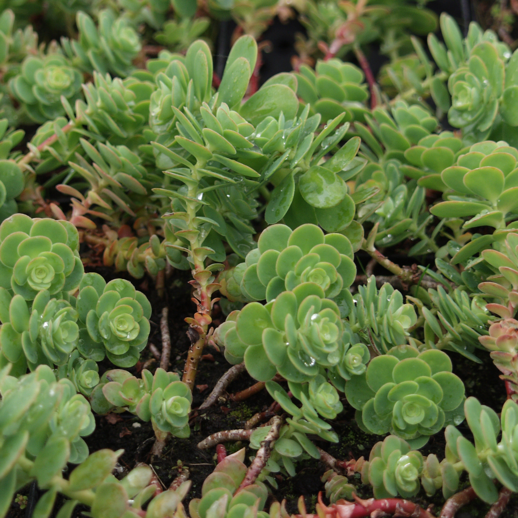 Очиток анакампсиерос р9 Sw 