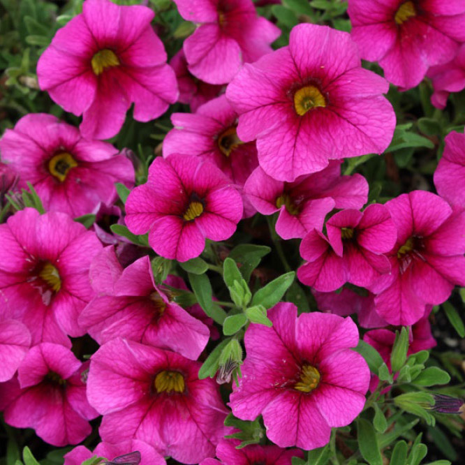 Калибрахоа ампельная Каблум дип розовая D23 ПВ 