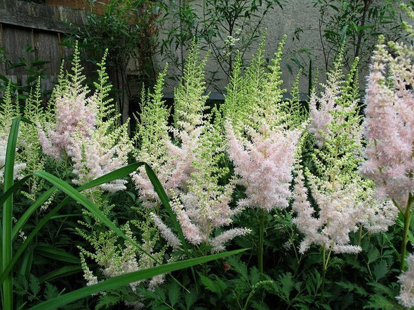 Астильба китайская Милк энд Хоней, С1,5 ЦО 