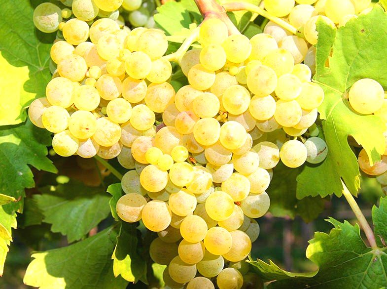 Виноград плод. Виорика желт v3 ЦО по цене  Виноград плод. Виорика желт v3 ЦО