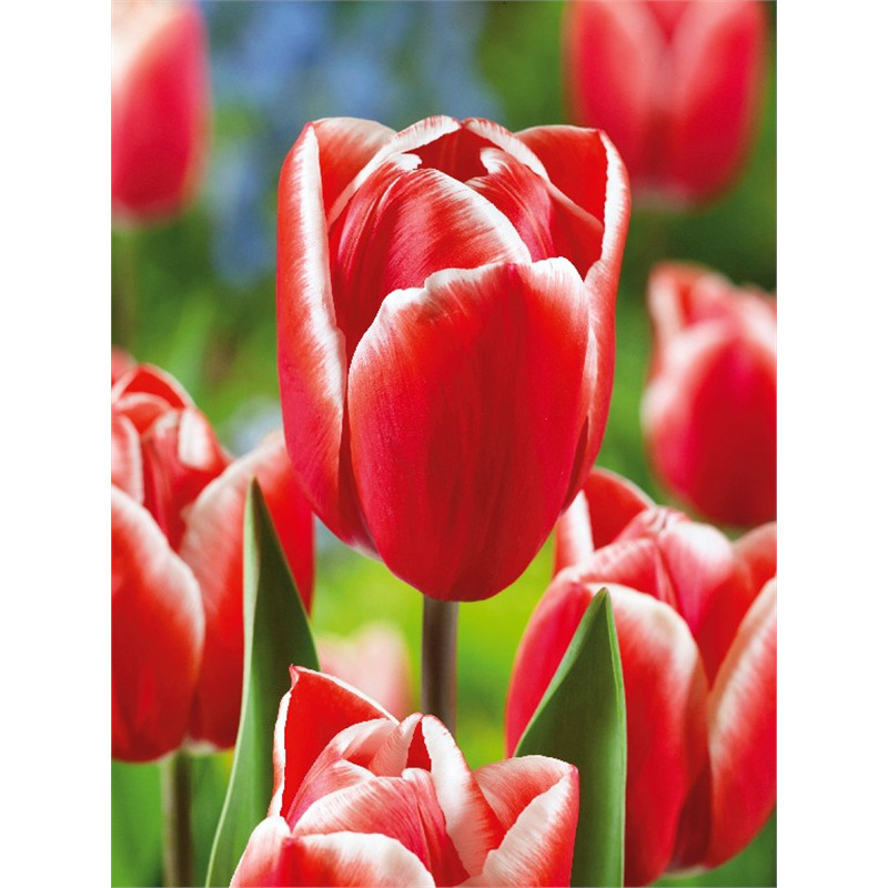 Луковица Тюльпан Кунг Фу 11/12, 10 шт/уп 