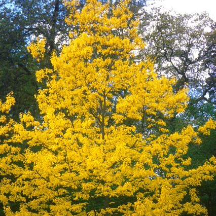 Дуб красный Ауреа v3 40-60 