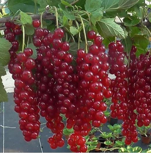 Смородина красная Длиннокистная С5 20-40 ЦО по цене  Смородина красная Длиннокистная С5 20-40 ЦО