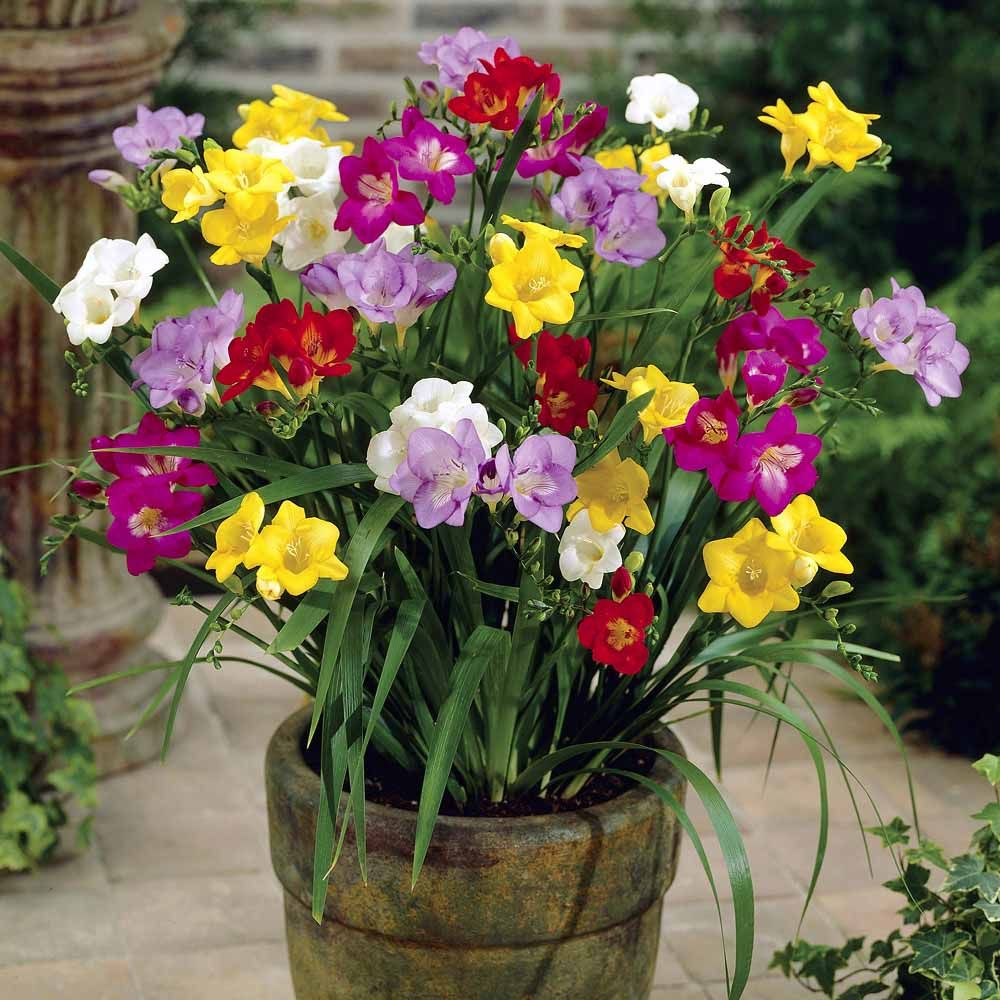 Луковица Фрезия простая Микс 5-6 20шт 