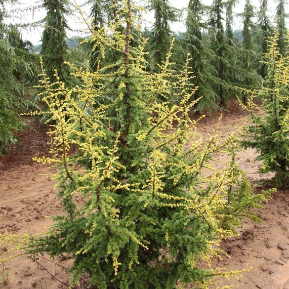 Кедр ливанский Силбершпитс 100-125 см С7,5, Mt 