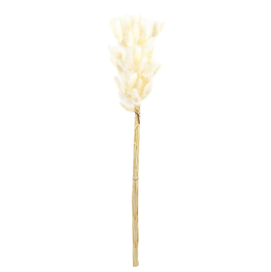 Сухоцветы Лагурус набор 50шт 65см, белый по цене 