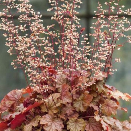 Гейхера Ворлд кафе Амаретто v2 Tim 